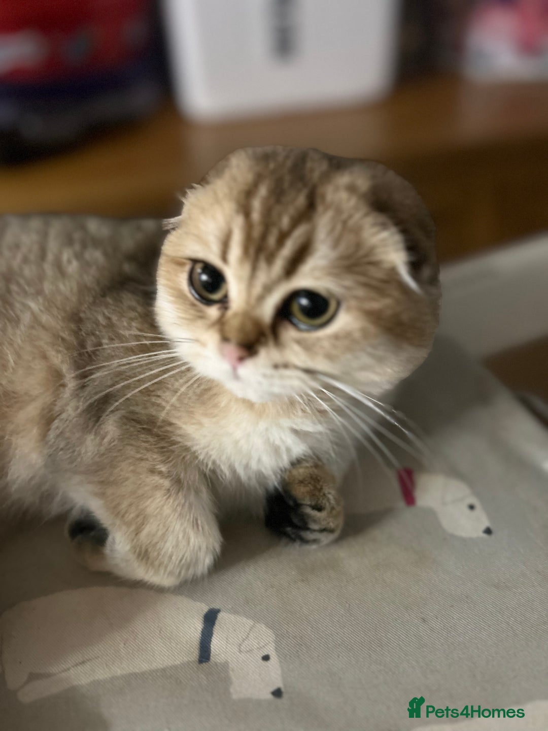 Scottish Fold cats for sale: Beautiful Gold chinchilla girl - Image 15