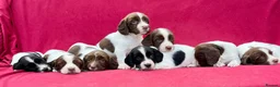 English Springer Spaniel dogs for sale: With an OFF SWITCH springers - Advert 29