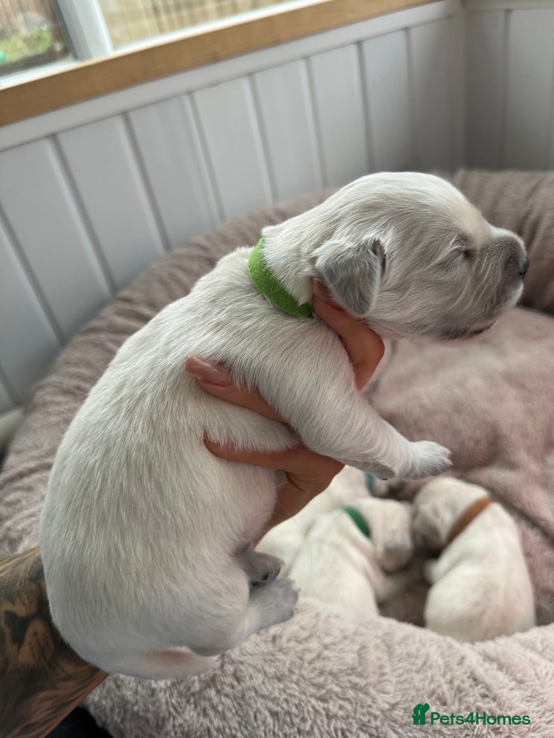 Golden Retriever dogs for sale: Beautiful kc reg cream golden retriever puppies - Advert 12