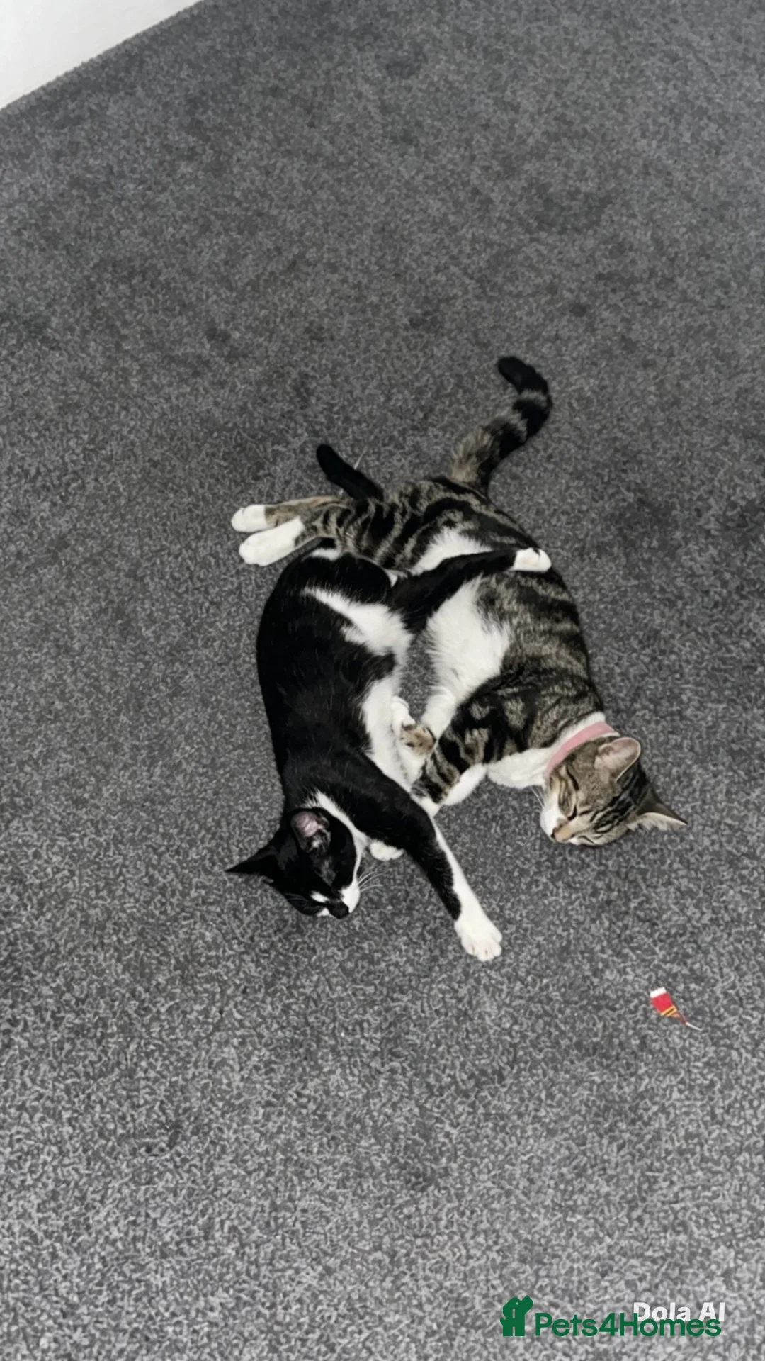 American Shorthair cats for sale: Two kittens for sale  in Manchester - Advert 2