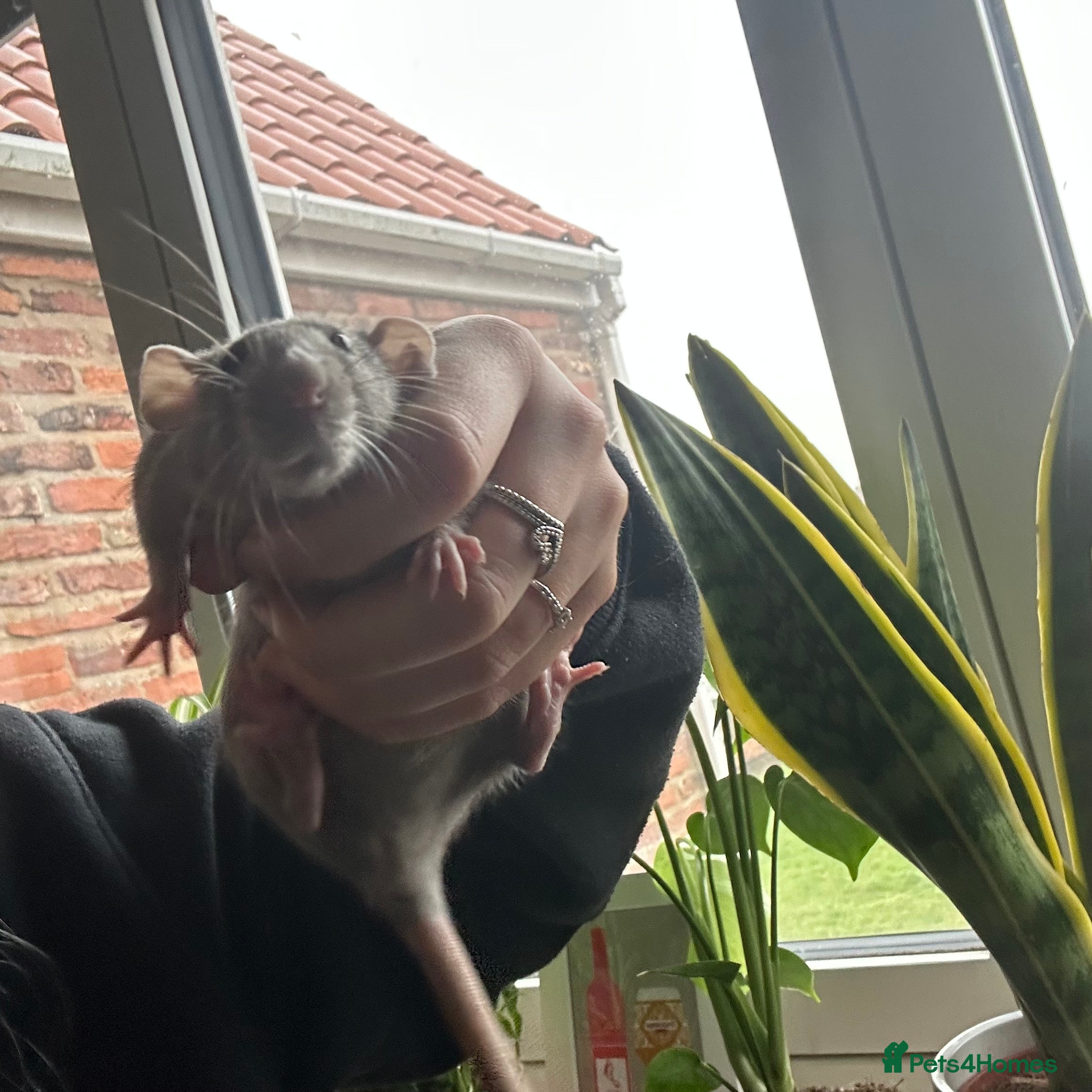 Rat rodents two loving girls for sale 🩷 - Advert 1