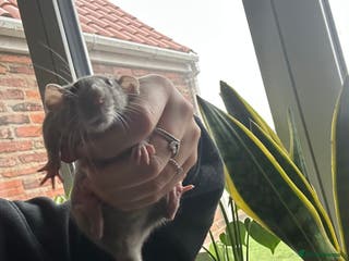 Rat rodents two loving girls for sale 🩷 - Advert 4