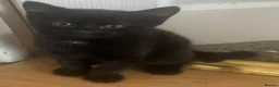 Mixed Breed cats for sale: Black male kitten £30 - Advert 2