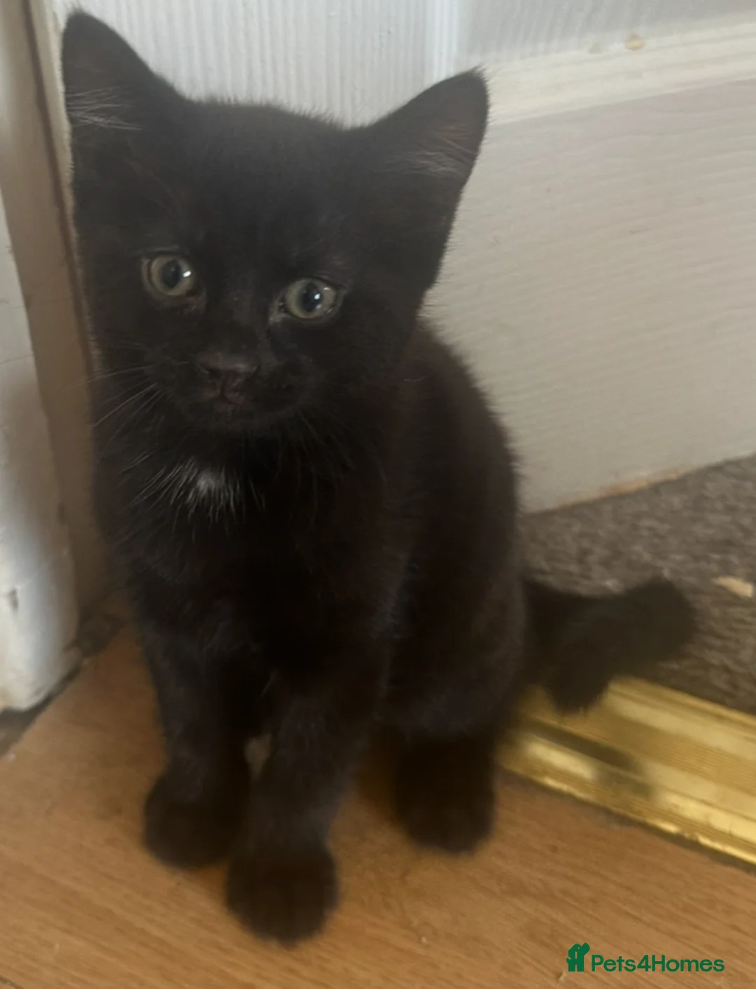 Mixed Breed cats for sale: Black male kitten £30 - Advert 2