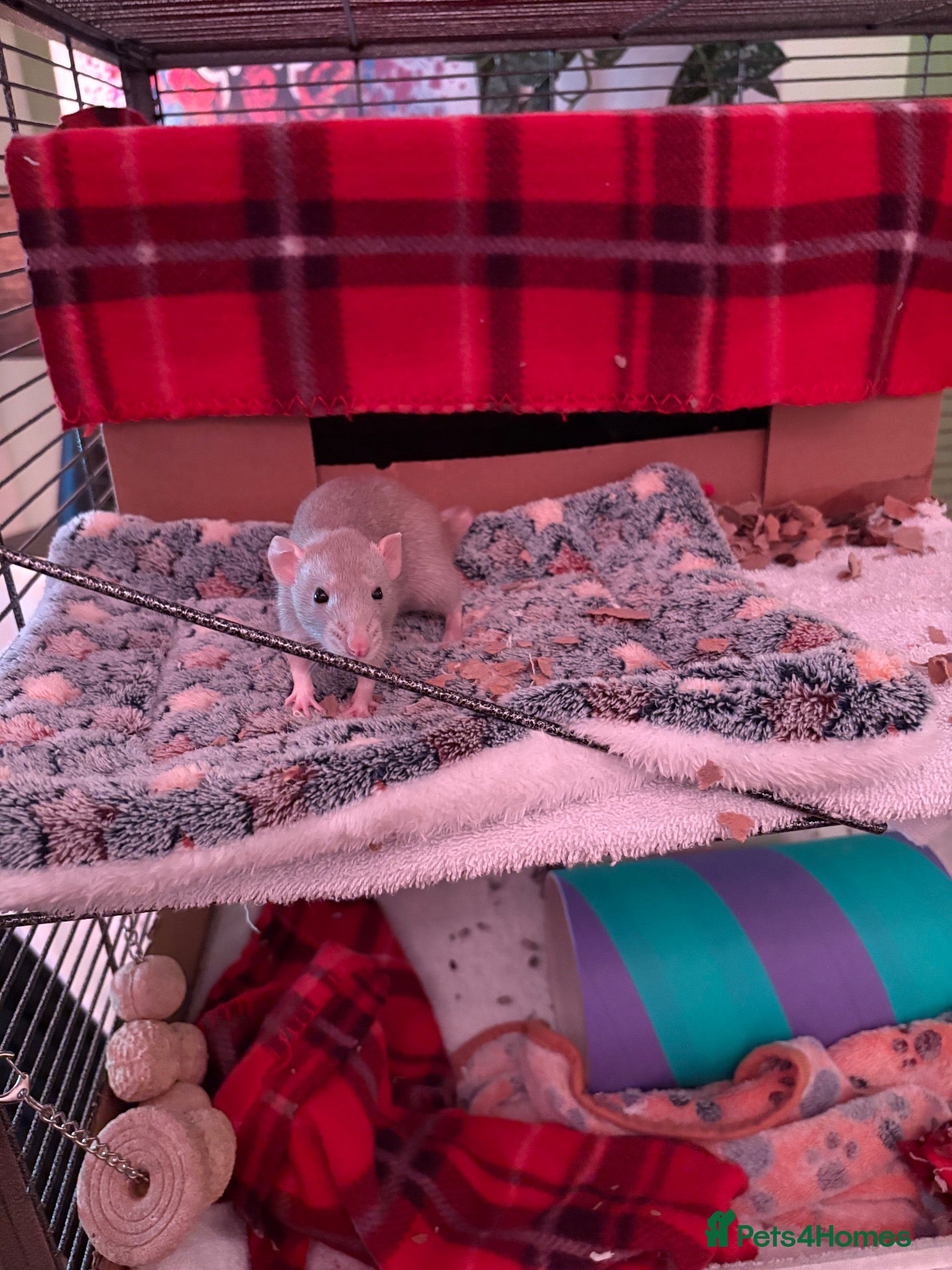Rat rodents Looking for a lovely home :) - Advert 1