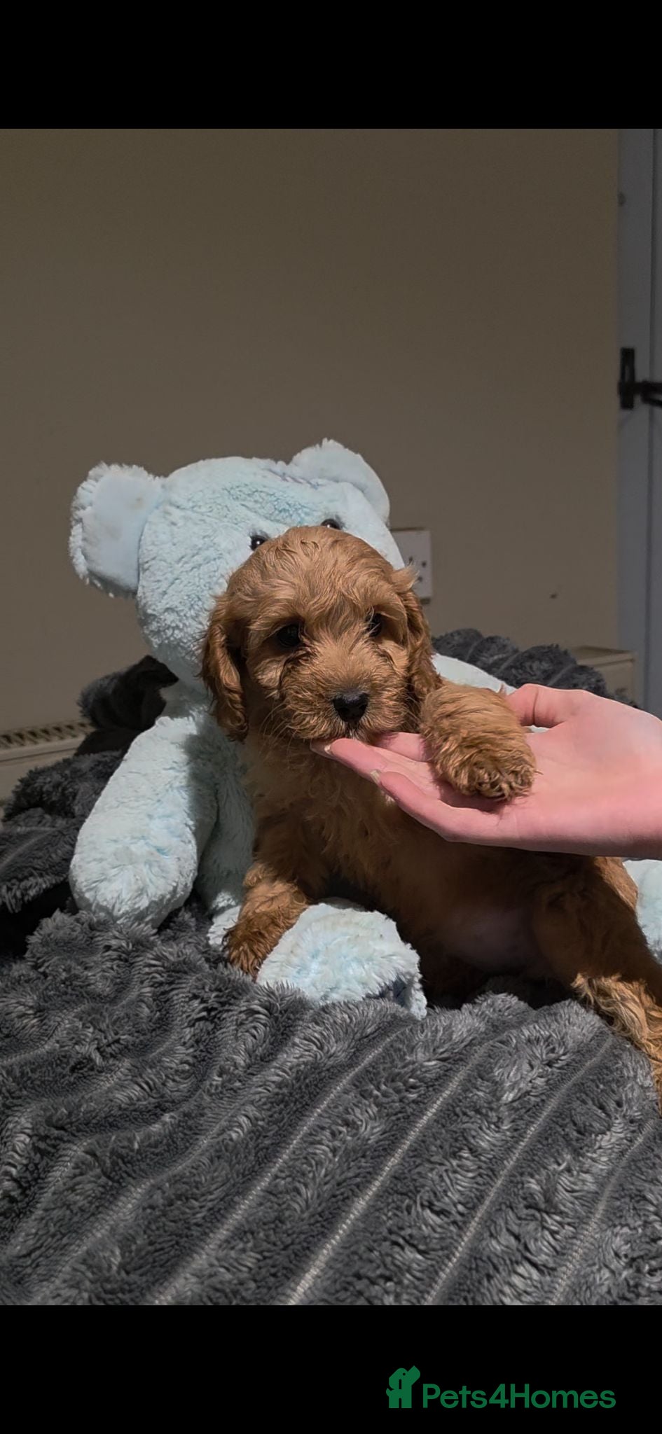 Cockapoo dogs Gorgeous smaller cockerpoos - Advert 14