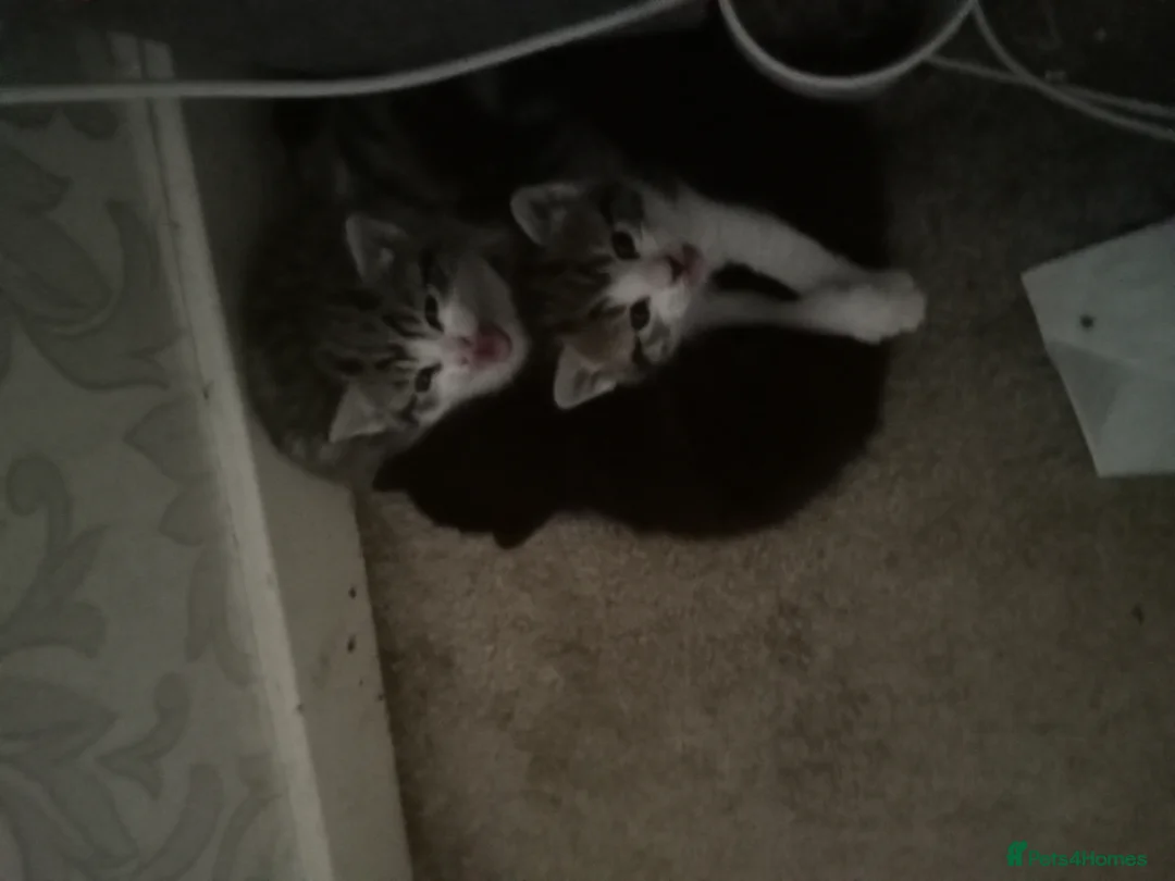 Mixed Breed cats for sale: 6 kittens tabbys - Advert 2