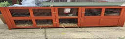 Mini Lop rabbits for sale: Mini lops - Advert 1