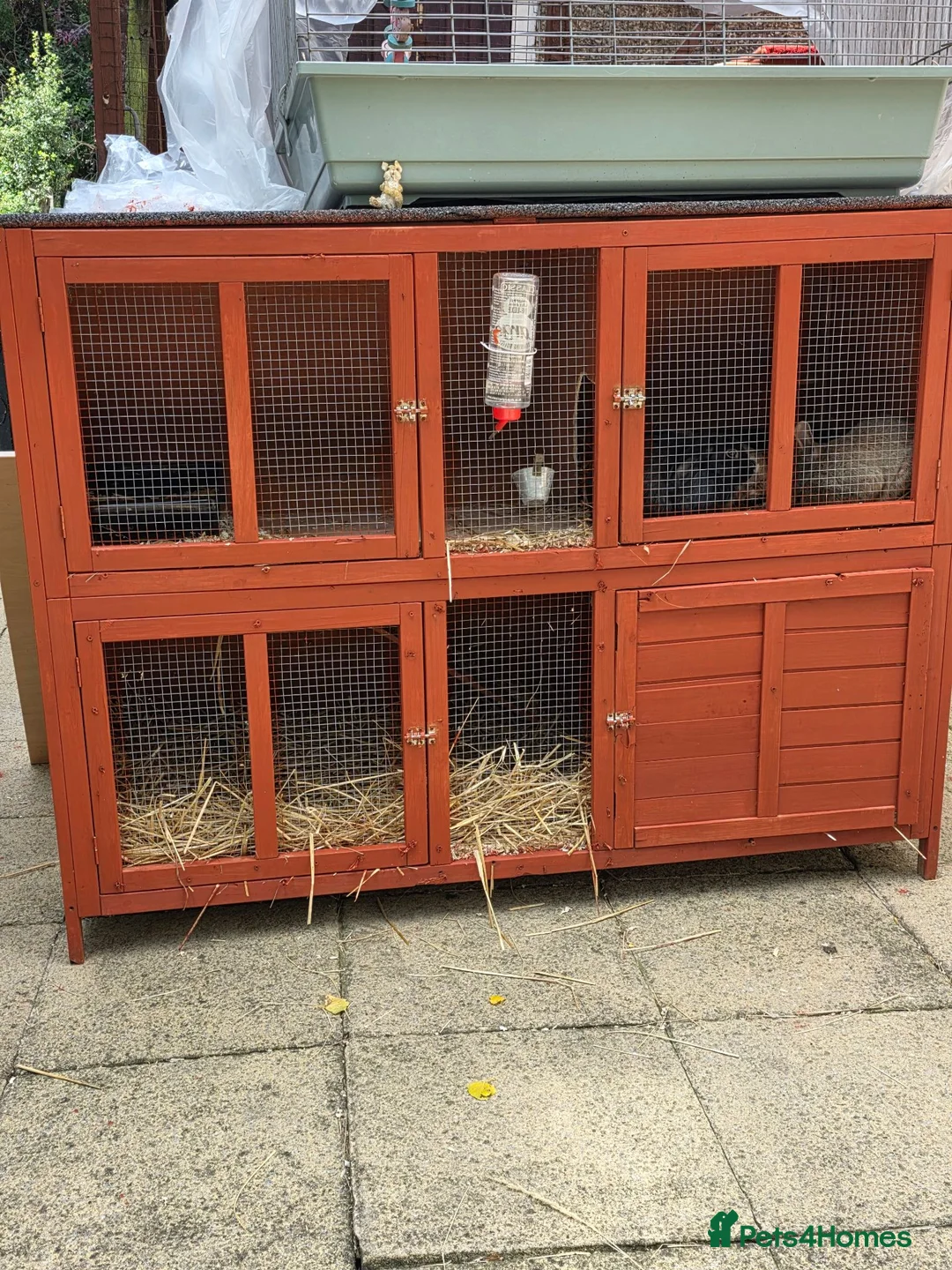 Mini Lop rabbits for sale: Mini lops - Advert 1