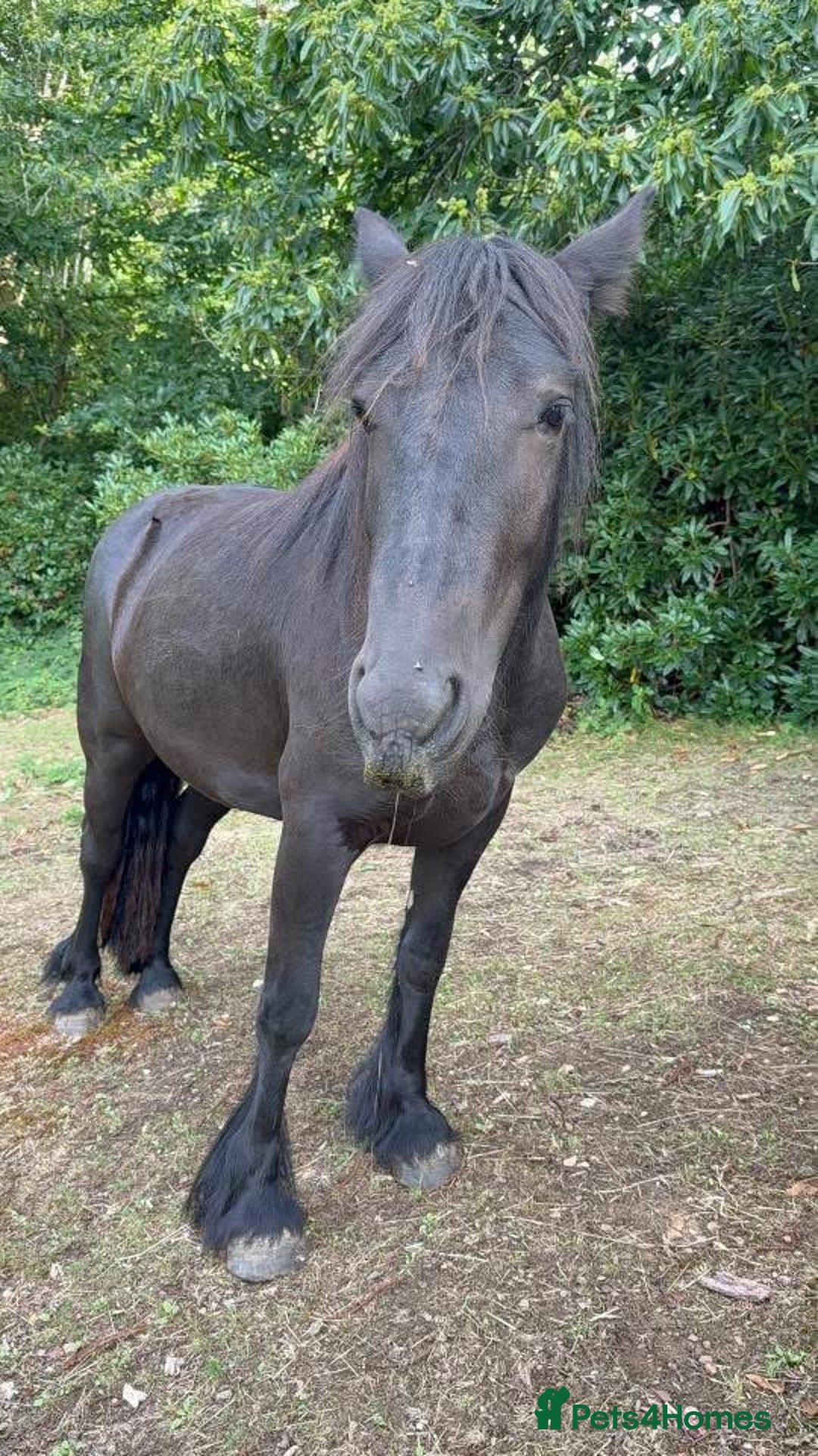 Fell horses for sale: Stunning black 2 year old Fell filly - Image 2