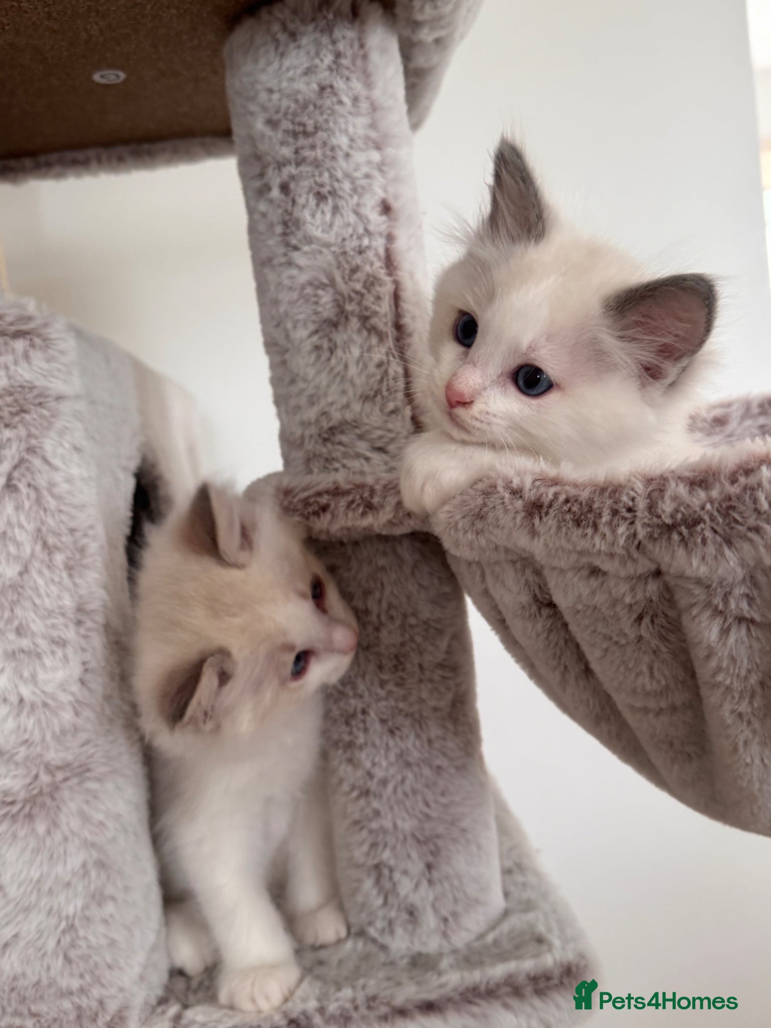 Ragdoll cats Stunning Bi-Colour Ragdoll Kittens – 7 Available   - Advert 2