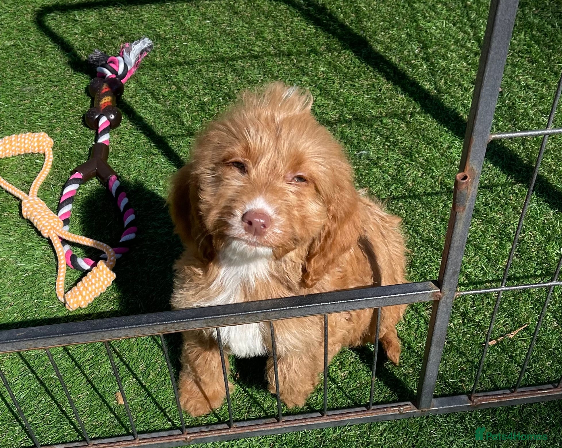 Cockapoo dogs Beautiful F1 cockapoo pups NOW READY - Advert 1
