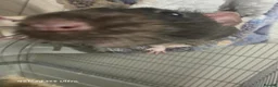 Rat rodents for sale: 2 male rats in Braintree - Advert 4