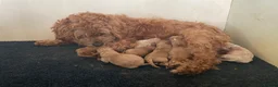 Cavapoo dogs for sale: FULLY HEALTH TESTED RED AND GOLD F1B TOY CAVAPOOS - Advert 10