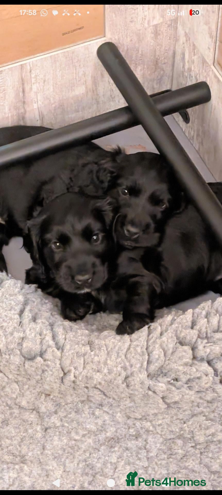 Cocker Spaniel dogs Last female show cocker spaniel black w/ white - Advert 1