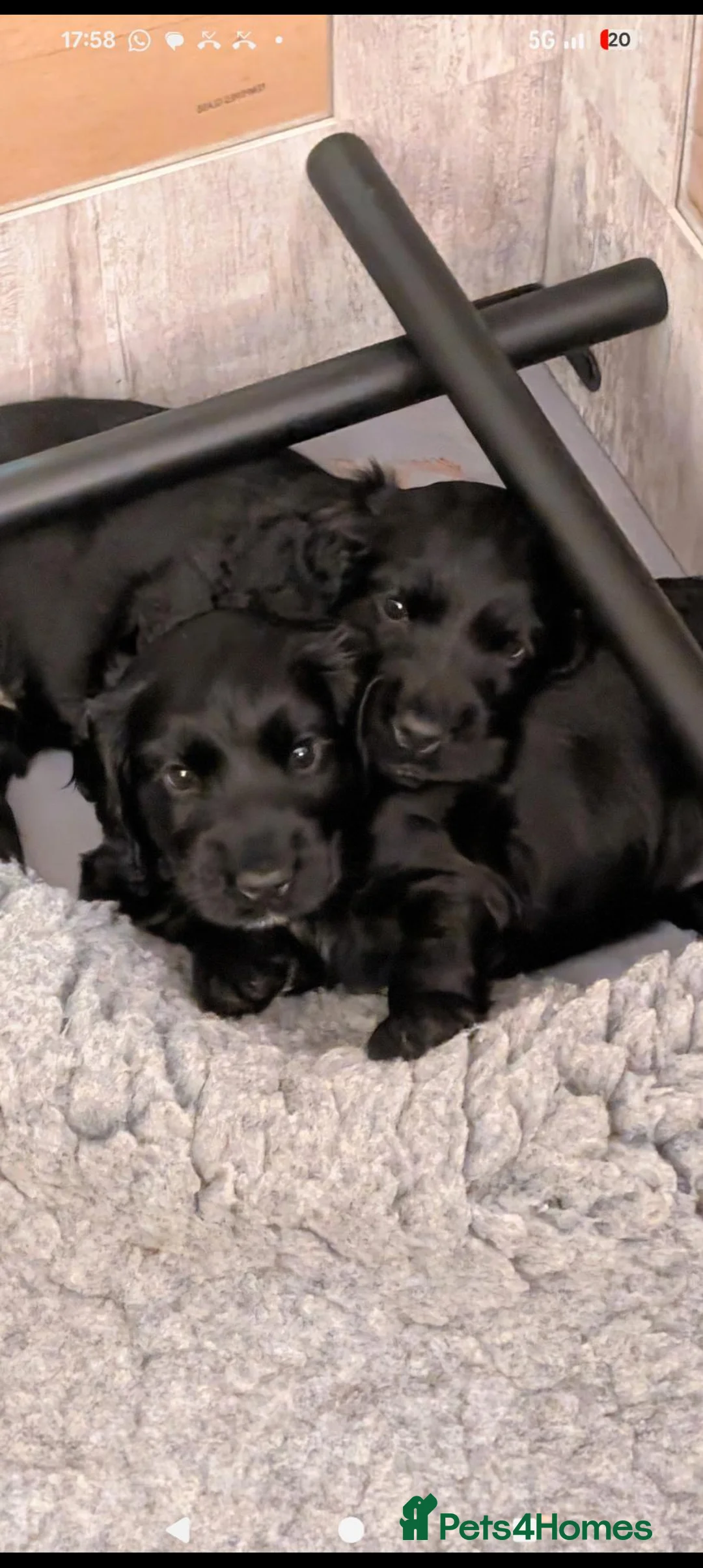 Cocker Spaniel dogs for sale: Last female show cocker spaniel black w/ white - Advert 1