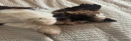 Shih Tzu dogs for sale: Boy shihtzu  in Wakefield - Advert 30