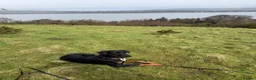 Dobermann dogs for sale: 11-Month-Old Male Dobermann for Sale in Port Glasgow - Advert 2