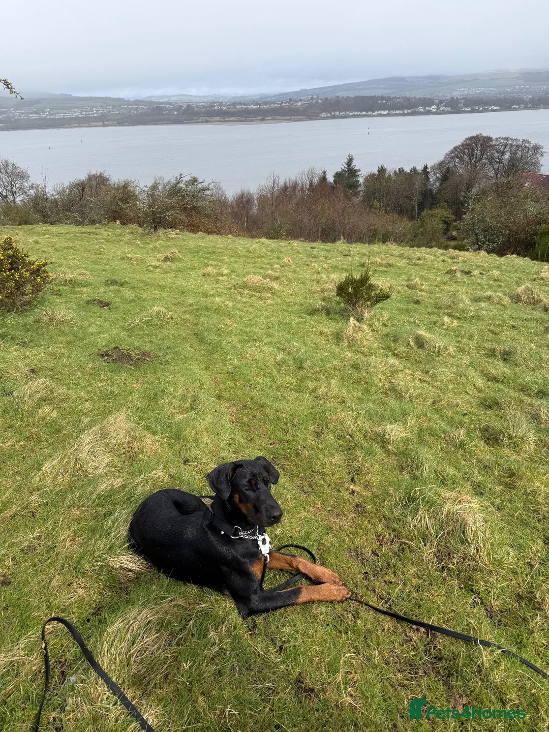 Dobermann dogs for sale: 11-Month-Old Male Dobermann for Sale in Port Glasgow - Advert 2