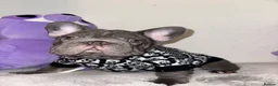 French Bulldog dogs for sale: French Bulldog Blue & Platinum Puppies  - Advert 9