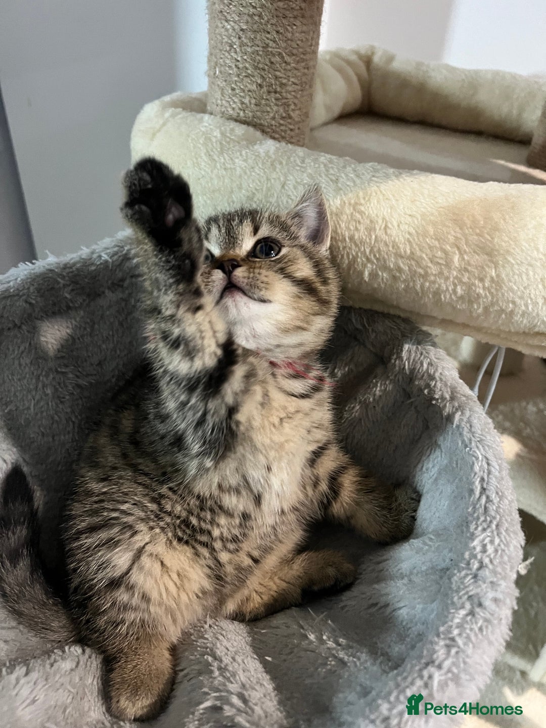 British Shorthair cats for sale: British Shorthair Kittens 🐱  - Advert 4