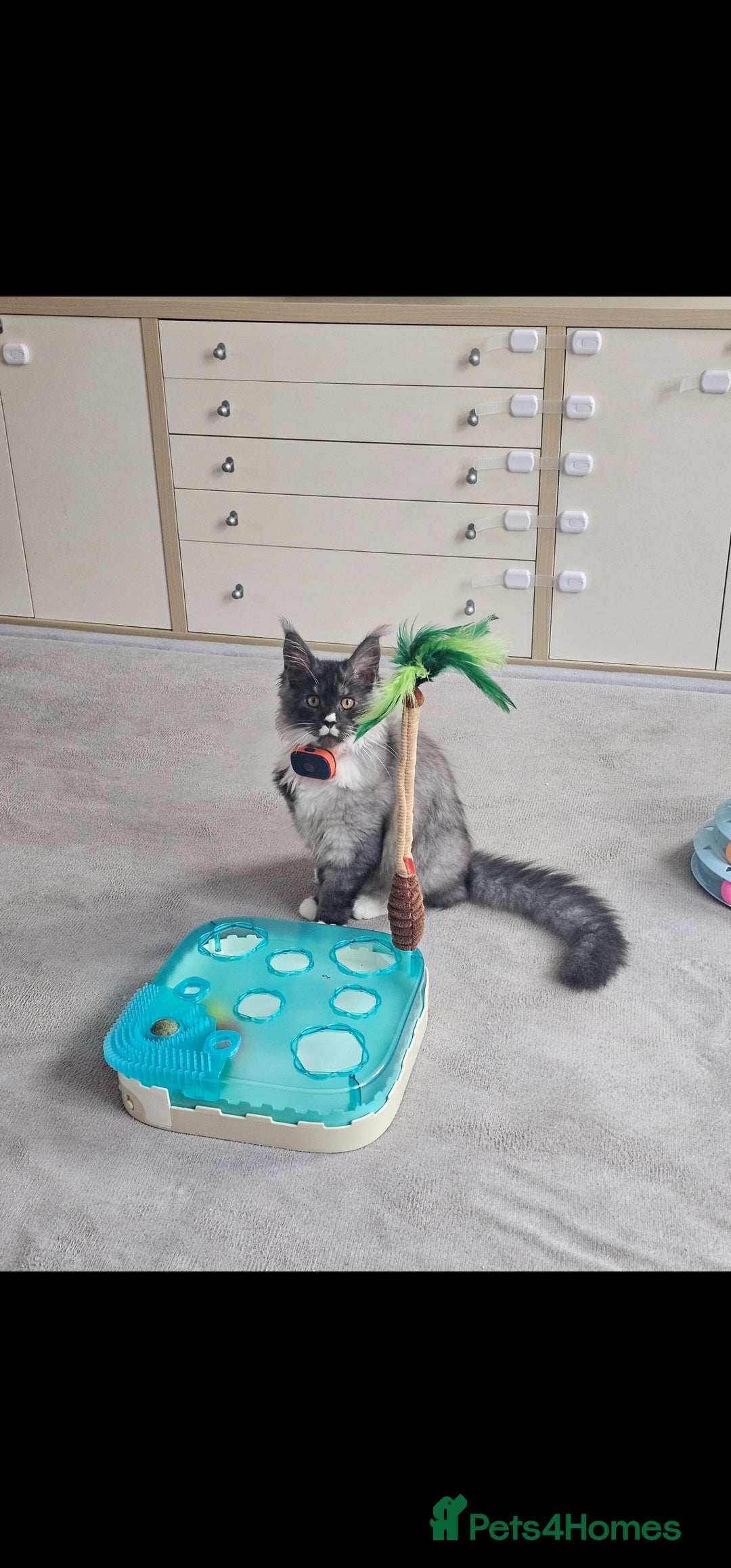 Maine Coon cats for sale: Purebred Maine Coon - Advert 4