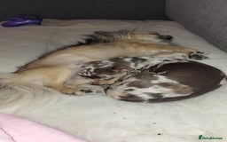Chihuahua dogs for sale: Chiuahuah pups Lilac merl, fawn and white  - Image 3