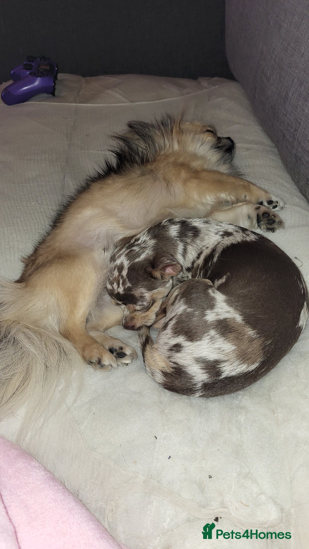 Chihuahua dogs for sale: Chiuahuah pups Lilac merl, fawn and white  - Image 3