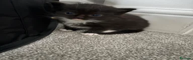 Ragdoll 2