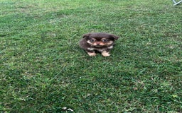 Chihuahua dogs for sale: *** Amazing quality very small Chihuahua’s *** - Image 15