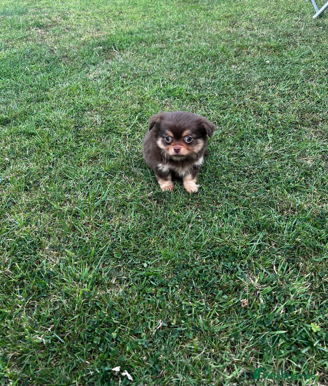 Chihuahua dogs for sale: *** Amazing quality very small Chihuahua’s *** - Image 15