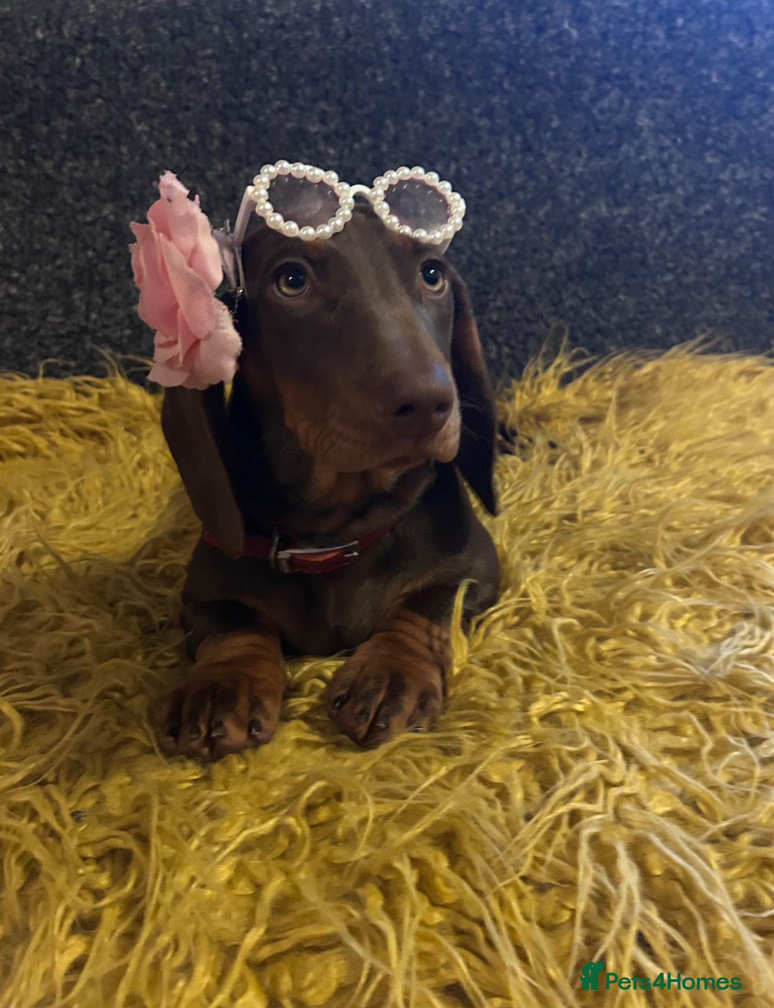 Dachshund dogs Only ONE Girl left Standard dachshund - Advert 1