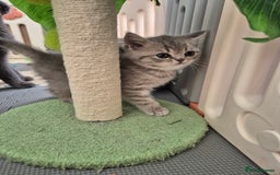 Scottish Fold cats for sale: Scottish Fold/Straight kittens  - Image 9
