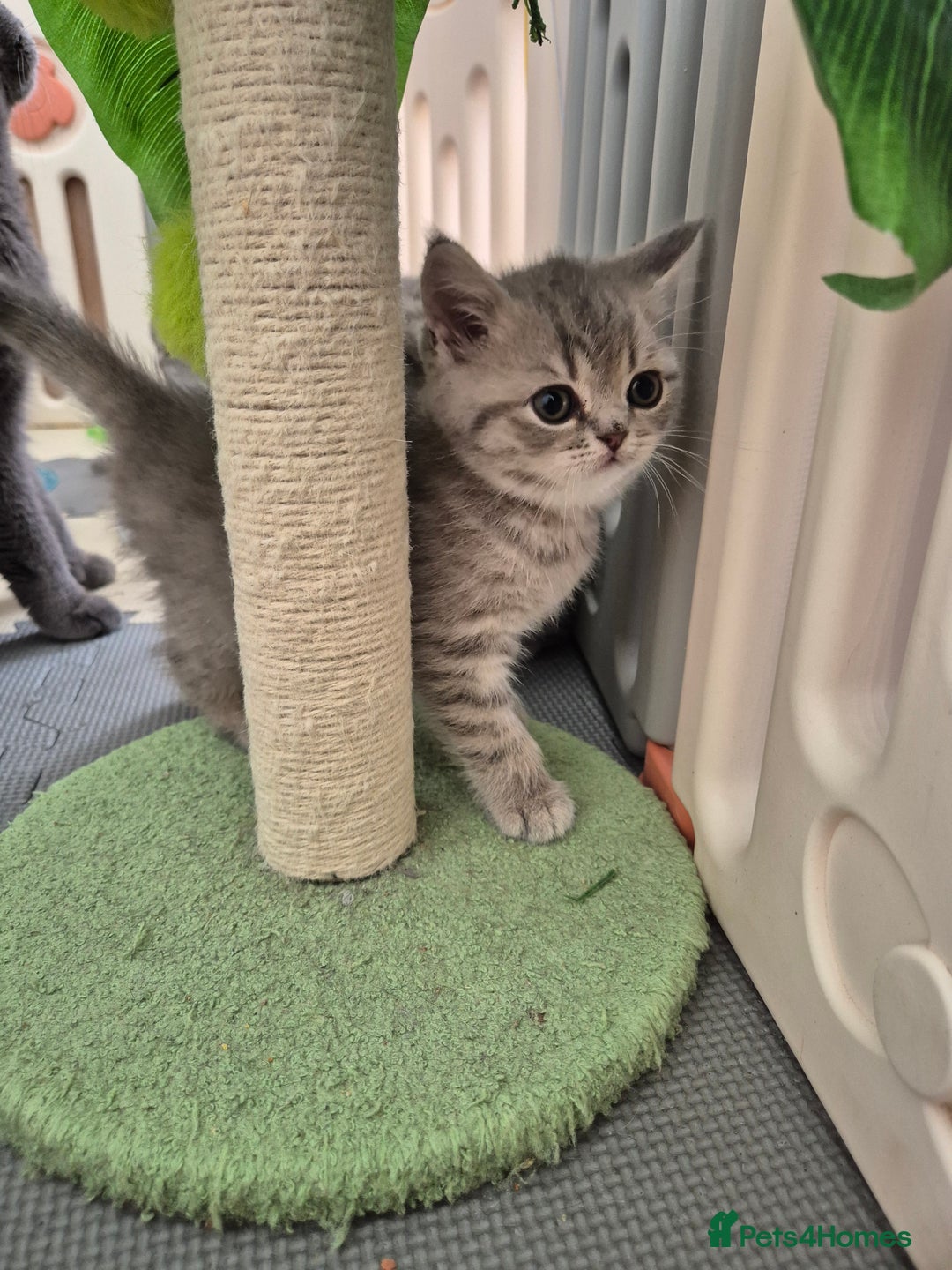 Scottish Fold cats for sale: Scottish Fold/Straight kittens  - Image 9