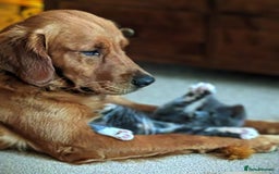 Golden Retriever dogs for sale: Gentle and loving Golden Retriever puppiess  - Image 21