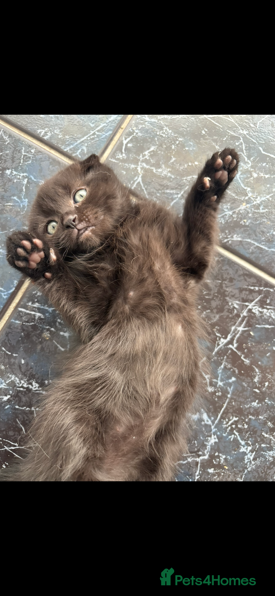 Scottish Fold cats for sale: 5 fluffy Scottish fold kittens  - Image 7