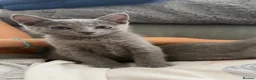 Russian Blue cats for sale: Russian Blue Kittens - Advert 12