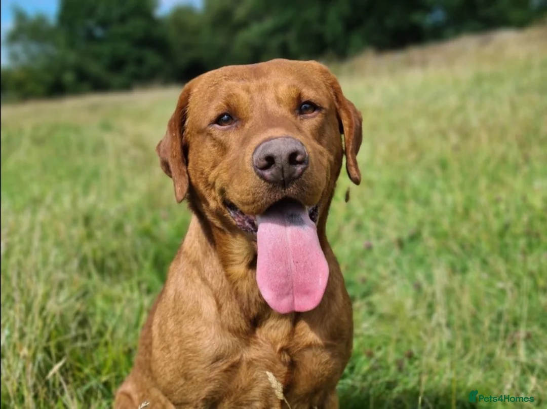 Labrador Retriever dogs for stud: Our Handsome FULLY HEALTH Tested Fox Red Stud Dog in Bristol - Advert 6