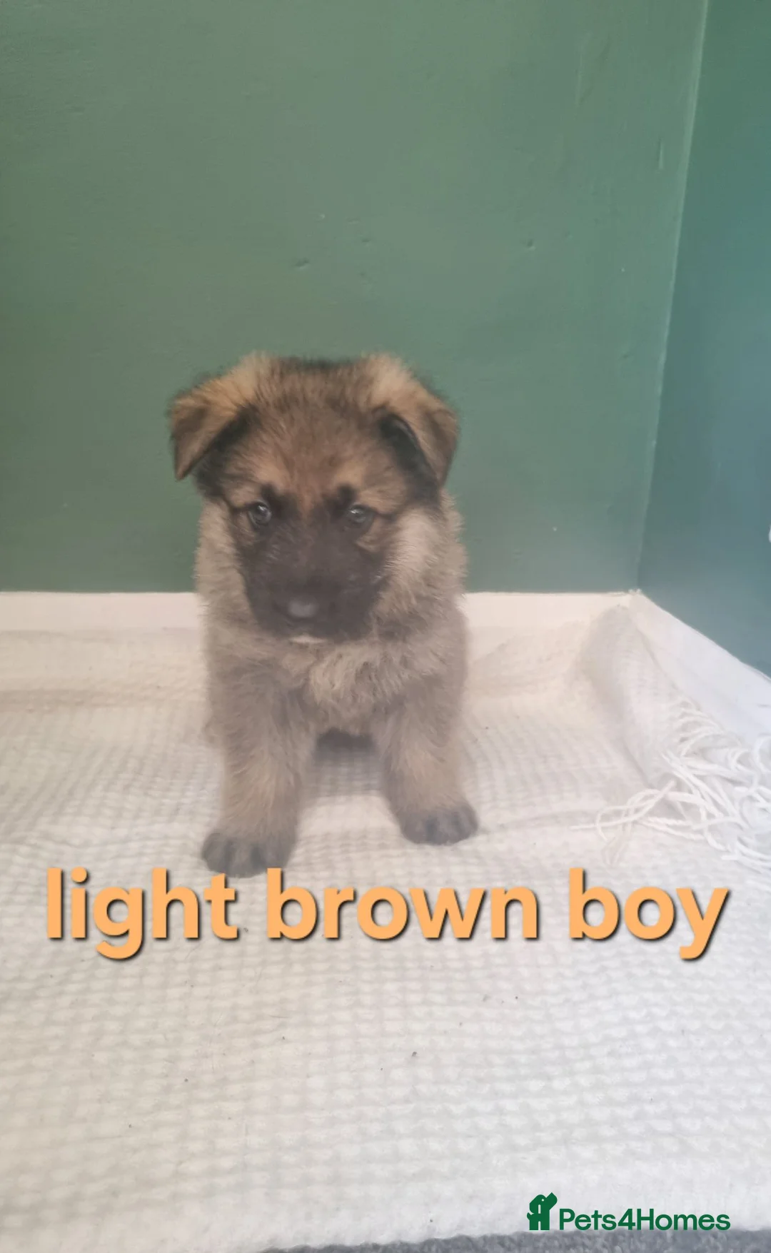 German Shepherd dogs for sale: beautiful German shepherd puppies in Halifax - Advert 23