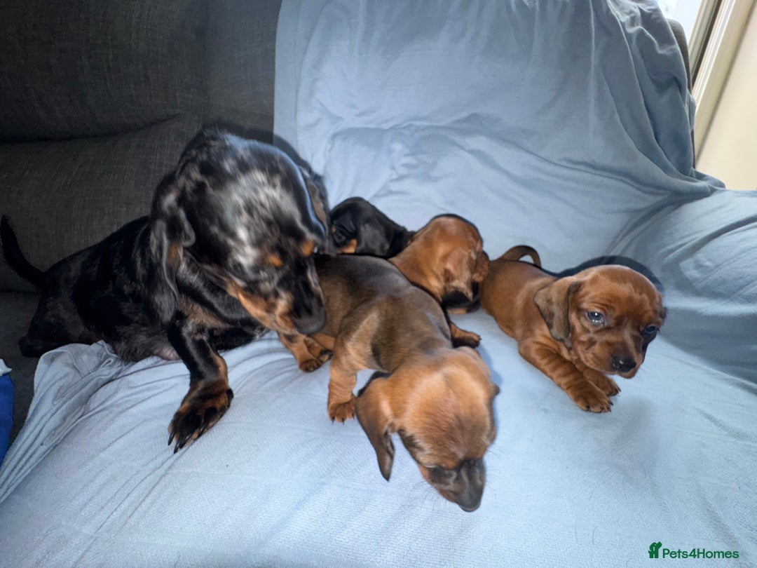 Mixed Breed dogs for sale: Docker - miniature daschund X American cocker  - Image 10