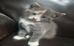 Russian Blue cats for sale: CALICO / RUSSIAN BLUE. - Image 2
