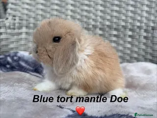 Mini Lop rabbits Mini Lops available to reserve- to leave 26/10 - Advert 1