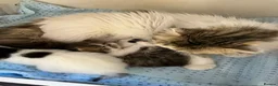Persian cats for sale: Cute GCCF registered Persian Kitten - Advert 2