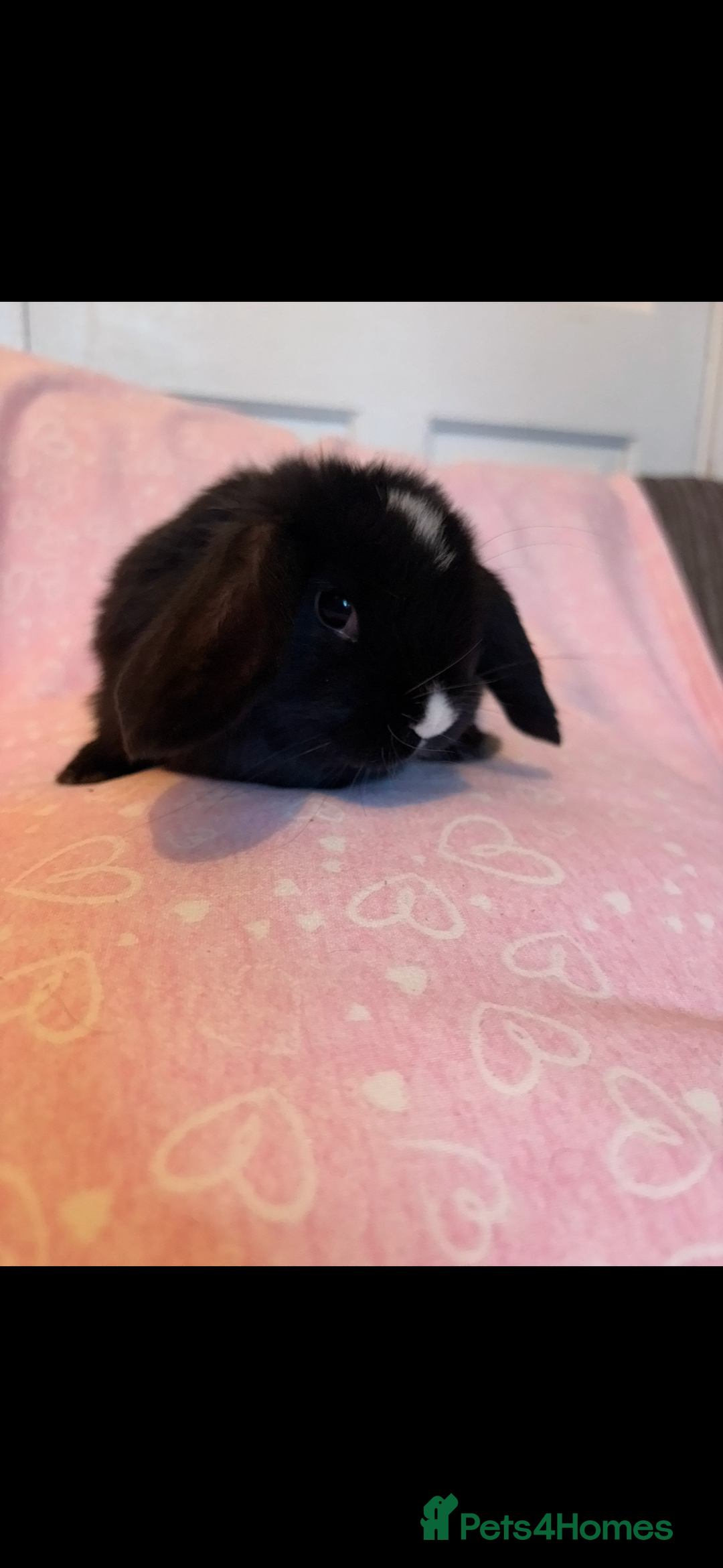 Mini Lop rabbits for sale: Beautiful little mini lop baby bunny rabbits  - Advert 28