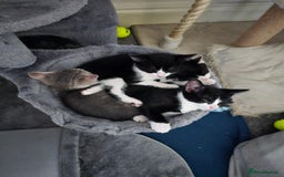 Domestic Shorthair cats for sale: Kitten black and white - Advert 1