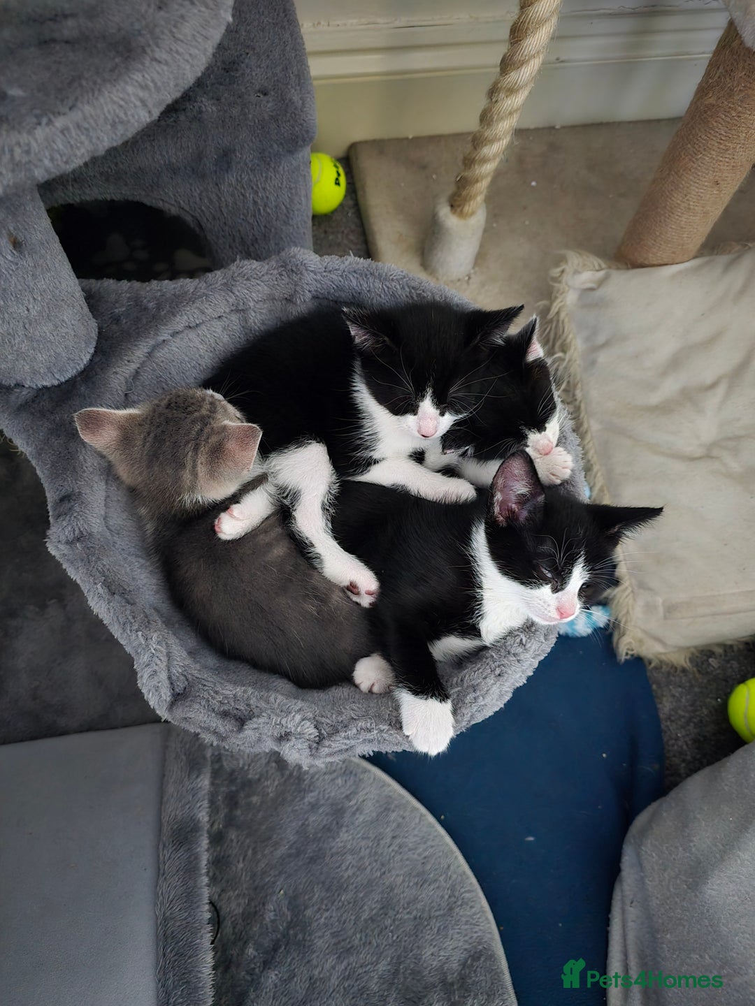 Domestic Shorthair cats for sale: Kitten black and white - Advert 1