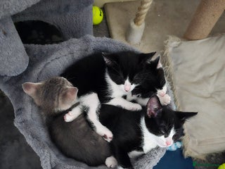 Domestic Shorthair cats - Advert 39