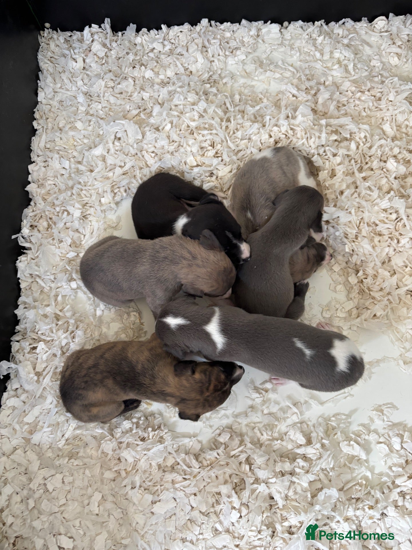 Whippet dogs Quality Whippet puppies - Advert 1