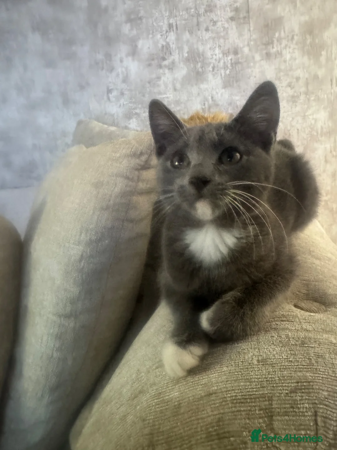 Mixed Breed cats for sale: Black and white and grey and white kitten  - Advert 2