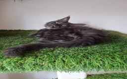 Maine Coon cats for sale: Pedigree Maine Coon kittens  - Image 11
